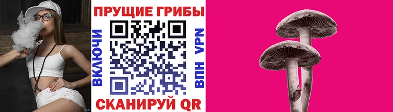 Купить  Богучар  Псилоцибиновые грибы прущие грибы 